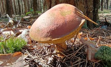 FOTO: Na Zahorí je dubákoví raj