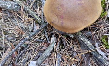 FOTO: Na Zahorí je dubákoví raj