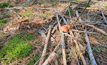 FOTO: Na Zahorí je dubákoví raj