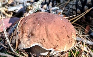 FOTO: Na Zahorí je dubákoví raj