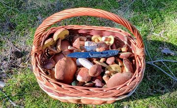 FOTO: Na Zahorí je dubákoví raj