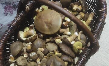 FOTO: Na Zahorí je dubákoví raj