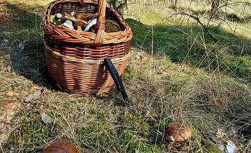 FOTO: Na Zahorí je dubákoví raj