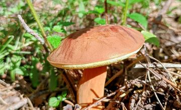 FOTO: Na Zahorí je dubákoví raj