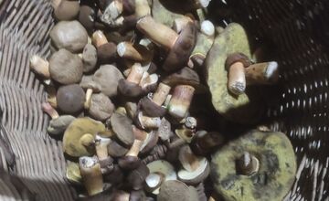 FOTO: Na Zahorí je dubákoví raj