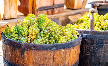 FOTO: Vinobranie Pezinok 2025