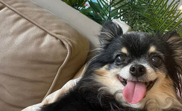 FOTO: Psíčkari sa podelil s fotkami svojich miláčikov