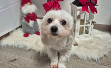 FOTO: Psíčkari sa podelil s fotkami svojich miláčikov