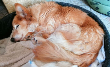 FOTO: Psíčkari sa podelil s fotkami svojich miláčikov