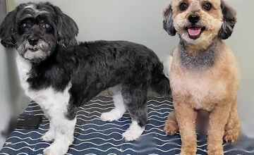 FOTO: Psíčkari sa podelil s fotkami svojich miláčikov