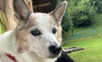 FOTO: Psíčkari sa podelil s fotkami svojich miláčikov