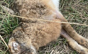 FOTO: V Trnave a Dunajskej Strede potvrdili vírus myxomatózy u zajaca poľného