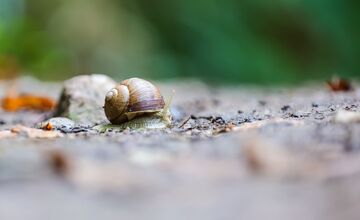 FOTO: Jeseň v Devínskej Novej Vsi