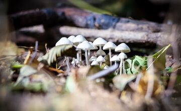 FOTO: Jeseň v Devínskej Novej Vsi