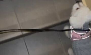 FOTO: Majku z Love Islandu napadla suseda