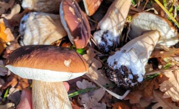 FOTO: „Ešte stále rastú!“ Hubári sa tešia z nečakane dlhej sezóny na Záhorí