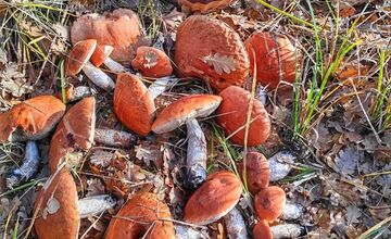 FOTO: „Ešte stále rastú!“ Hubári sa tešia z nečakane dlhej sezóny na Záhorí