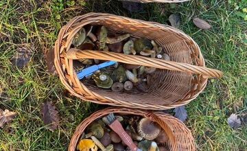 FOTO: „Ešte stále rastú!“ Hubári sa tešia z nečakane dlhej sezóny na Záhorí