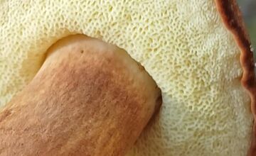 FOTO: „Ešte stále rastú!“ Hubári sa tešia z nečakane dlhej sezóny na Záhorí