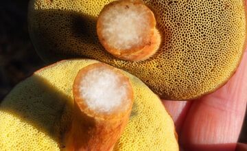 FOTO: „Ešte stále rastú!“ Hubári sa tešia z nečakane dlhej sezóny na Záhorí