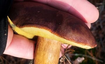 FOTO: „Ešte stále rastú!“ Hubári sa tešia z nečakane dlhej sezóny na Záhorí