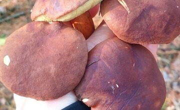 FOTO: „Ešte stále rastú!“ Hubári sa tešia z nečakane dlhej sezóny na Záhorí