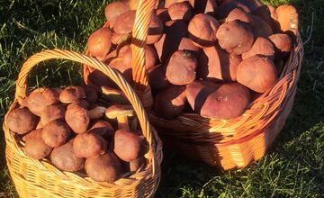 FOTO: „Ešte stále rastú!“ Hubári sa tešia z nečakane dlhej sezóny na Záhorí