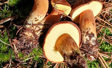 FOTO: „Ešte stále rastú!“ Hubári sa tešia z nečakane dlhej sezóny na Záhorí