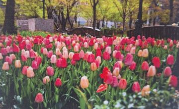 FOTO: Pešia zóna vo Vrakuni prejde obnovou