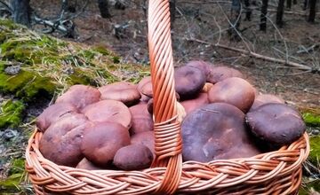 FOTO: Ani na sklonku sezóny hubári neodchádzajú s prázdnou