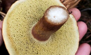 FOTO: Ani na sklonku sezóny hubári neodchádzajú s prázdnou