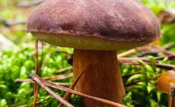 FOTO: Ani na sklonku sezóny hubári neodchádzajú s prázdnou