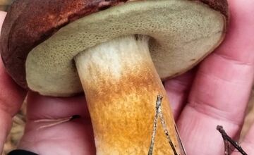 FOTO: Ani na sklonku sezóny hubári neodchádzajú s prázdnou