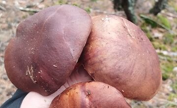 FOTO: Ani na sklonku sezóny hubári neodchádzajú s prázdnou