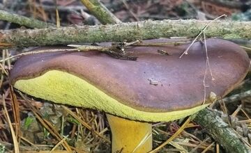 FOTO: Ani na sklonku sezóny hubári neodchádzajú s prázdnou