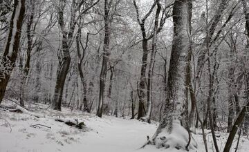 FOTO: Na Bratislavu spadol tohtoročný prvý sneh