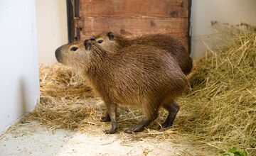 FOTO: Bratislavská Zoo privítala dva nové prírastky