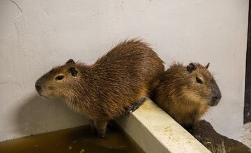 FOTO: Bratislavská Zoo privítala dva nové prírastky