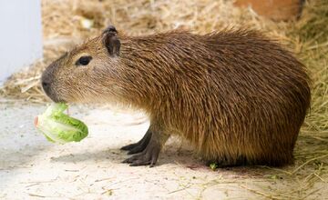 FOTO: Bratislavská Zoo privítala dva nové prírastky