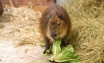 FOTO: Bratislavská Zoo privítala dva nové prírastky