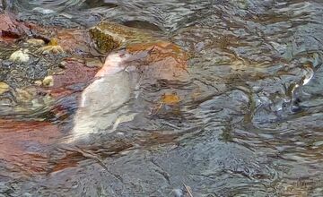 FOTO: Úhyn rýb na Železnej studničke