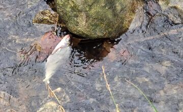 FOTO: Úhyn rýb na Železnej studničke