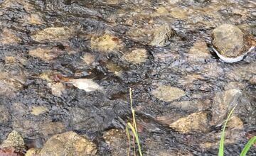 FOTO: Úhyn rýb na Železnej studničke