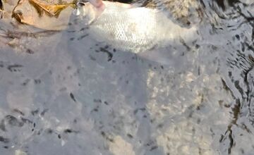 FOTO: Úhyn rýb na Železnej studničke