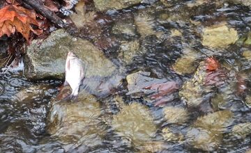 FOTO: Úhyn rýb na Železnej studničke