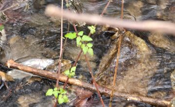 FOTO: Úhyn rýb na Železnej studničke