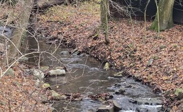 FOTO: Úhyn rýb na Železnej studničke