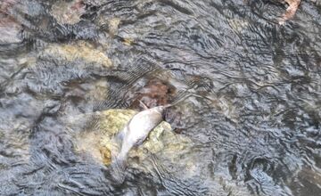 FOTO: Úhyn rýb na Železnej studničke