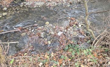 FOTO: Úhyn rýb na Železnej studničke