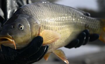 FOTO: Rapero Momo oznámil, že mu na mozgu našli nádor